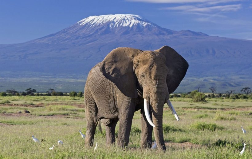 Overnight Safari to Amboseli National Park (2 Days / 1 Night)