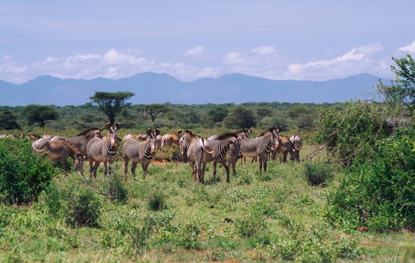 Overnight Safari to Ol Pejeta Conservancy (2 Days / 1 Night)