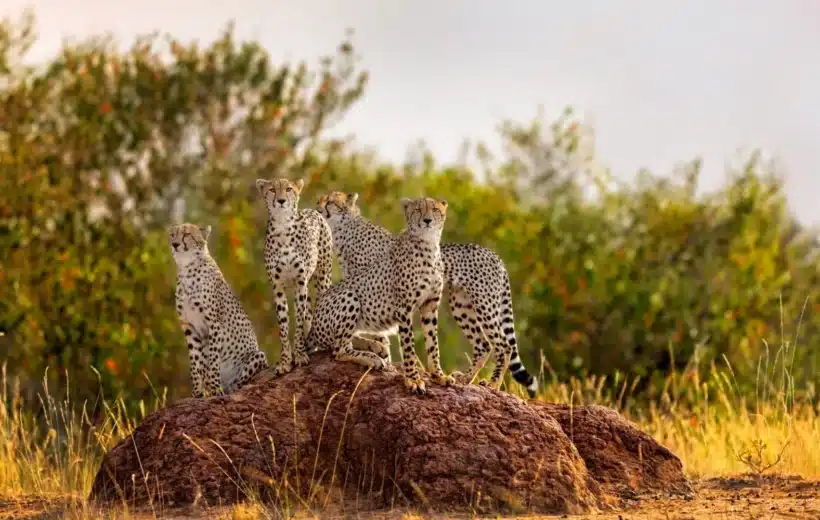 3 Days Serengeti and Ngorongoro Safari