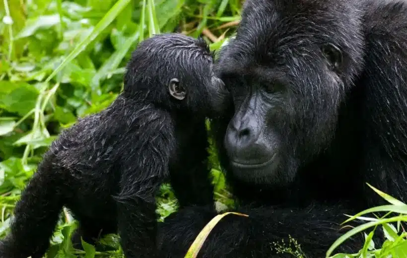 3 Days Queen Elizabeth National Park Safari Uganda