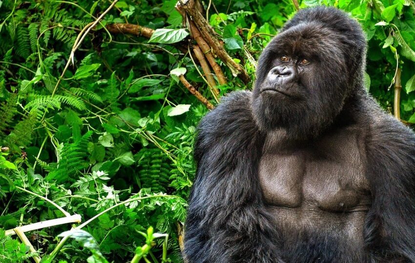 mountain gorilla in Uganda