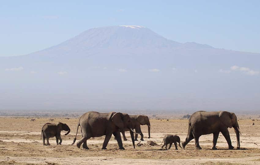 Amboseli Lions