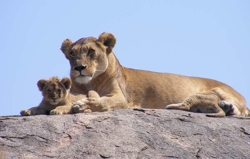 Amboseli Lions