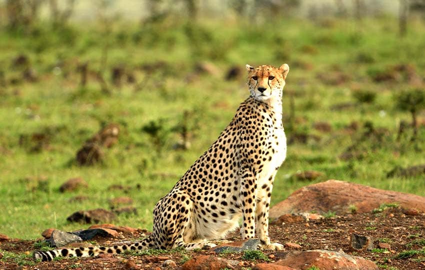 Masai Mara Cheetah