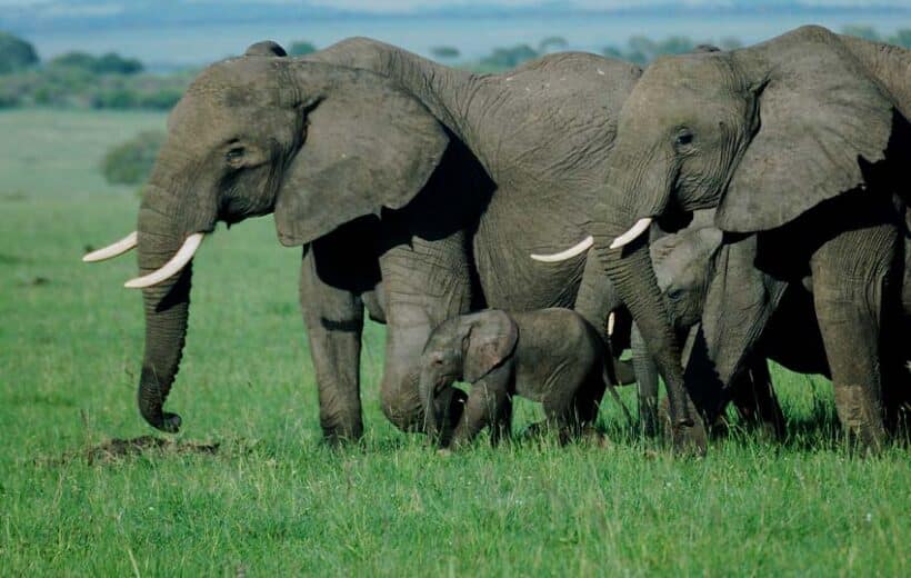 6 Days Amboseli - Maasai Mara Safari