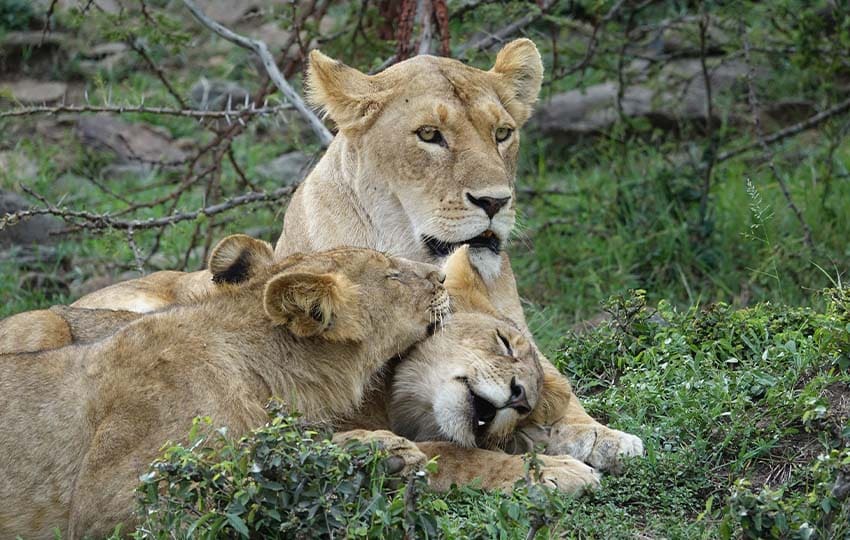 Masai-Mara-Lions
