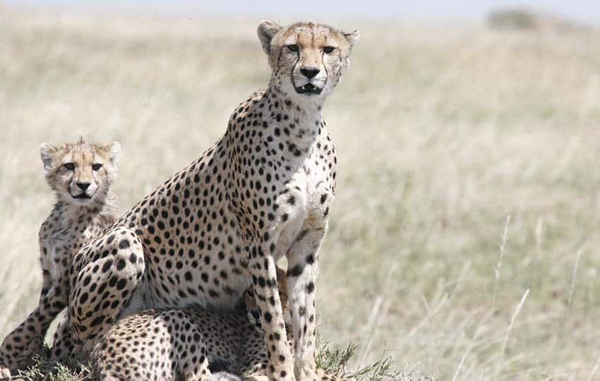 Mara Cheetah