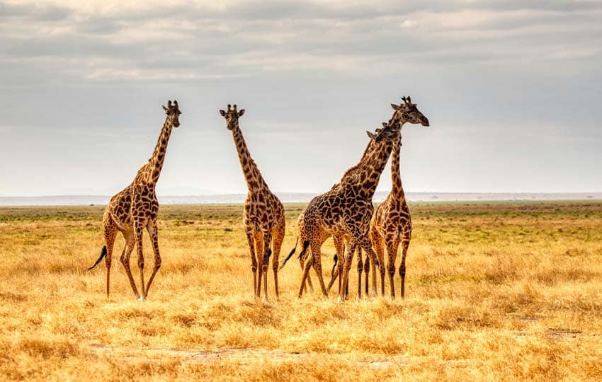 Masai Mara Giraffe