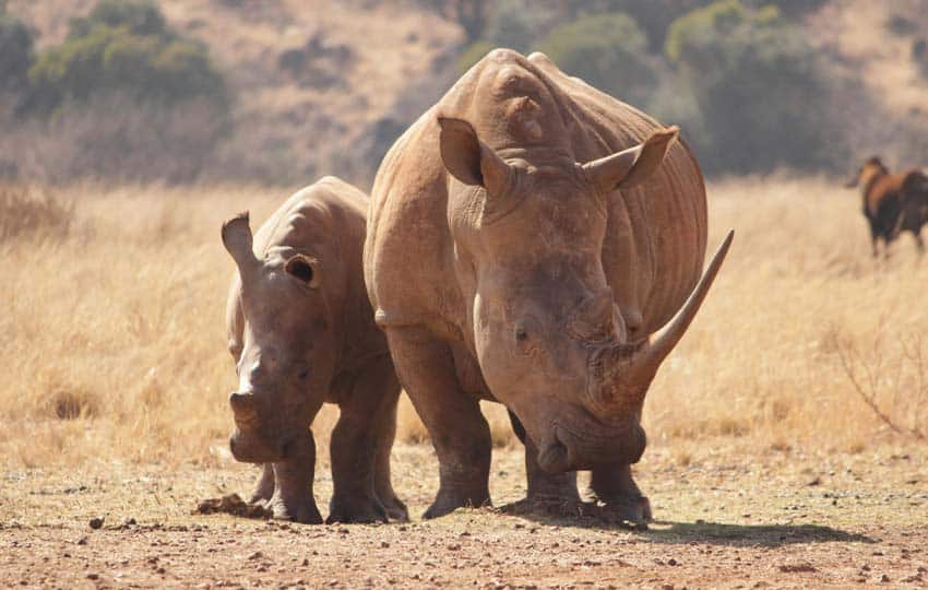 Masai Mara Game Drive Rhino