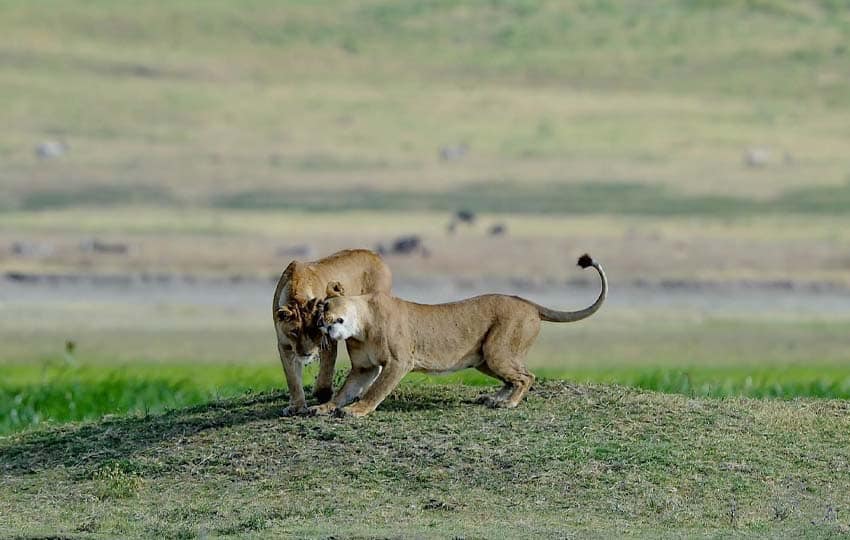 Tanzania Safari Lions