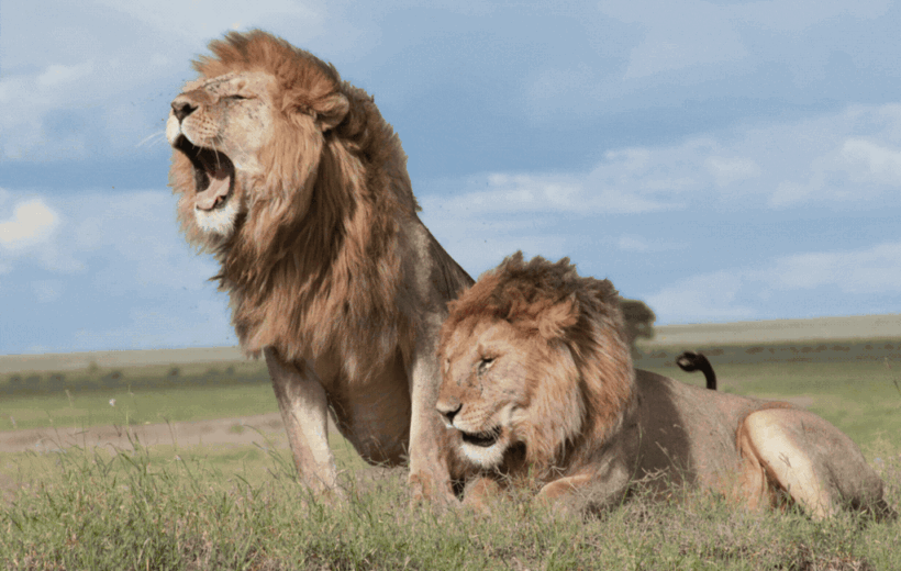 7-Day Kenya Luxury Safari: Wildlife, Wilderness & Unforgettable Adventures
