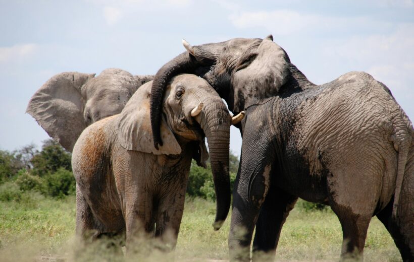 5-Day Amboseli & Maasai Mara Safari