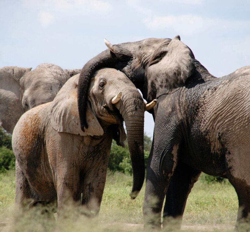African elephants in Maasai Mara