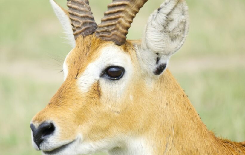 7 Days Uganda Adventure Safari